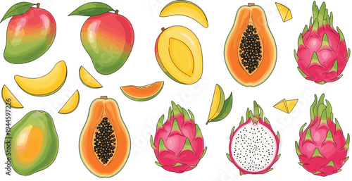 Tropical fruit vector collection featuring whole and sliced mango papaya and dragon fruit pitaya for healthy food nutrition organic grocery and exotic culinary illustration designs.