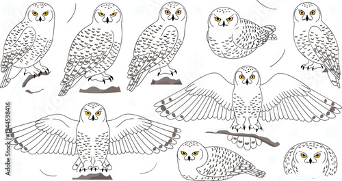 Snowy owl arctic bird vector collection featuring majestic white owls perched and in flight with open wings for winter wildlife nature and polar habitat illustration designs.