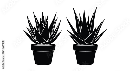 Two aloe vera plants in black pots minimalist silhouette style