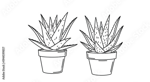 Two aloe vera plants in pots a simple black and white illustration