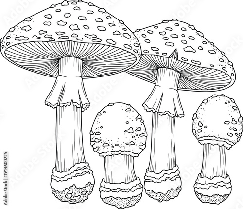 Group of five mushrooms with spotted caps and thick stems together