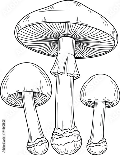 black and white illustration of four mushrooms in varying sizes together