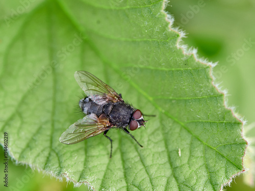 Fly on a green leaf. Genus Pollenia