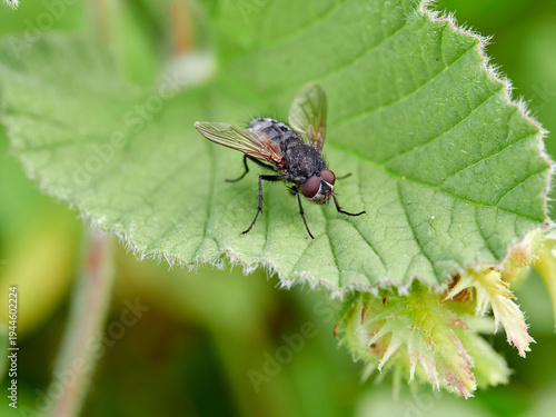 Fly on a green leaf. Genus Pollenia