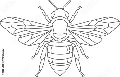 Simple black and white line drawing of a bee with spread wings