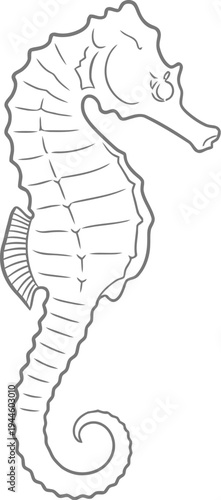 Simple line drawing of a seahorse on a white background illustration