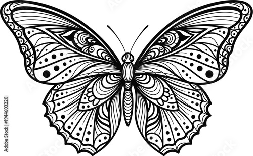 Beautiful butterfly with intricate designs on its wings in black and white