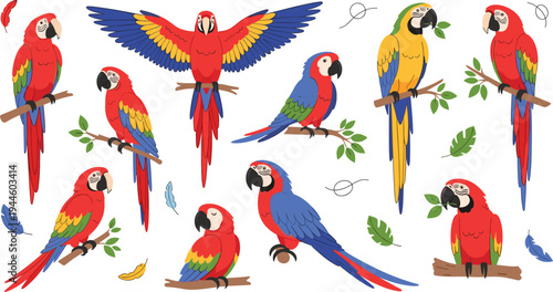 Colorful macaw parrot vector collection featuring scarlet and blue and gold parrots perched on branches for tropical nature wildlife jungle and exotic pet illustration designs.