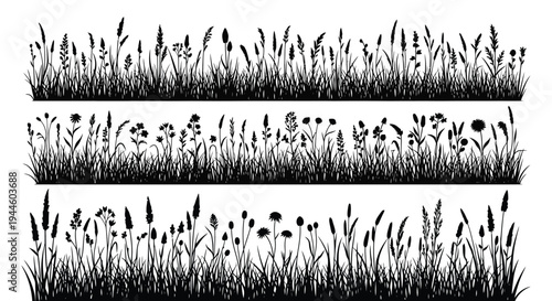 Three rows of detailed wildflowers and grasses in a black and white illustration