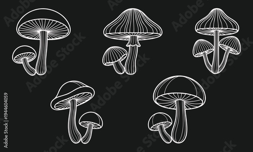 Mushroom white line art icons set fungi clusters on black background vectorMushroom white line art icons set fungi clusters on black background vector