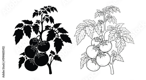 Two tomato plants with ripening fruit depicted in contrasting styles
