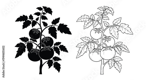Detailed illustration of tomato plants showcasing both solid and outline styles