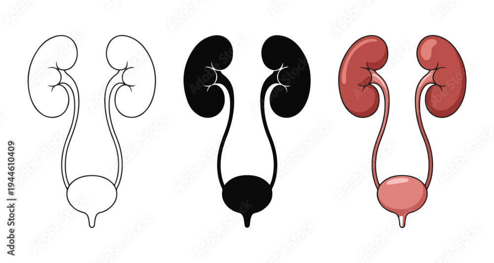 Obraz premium Anatomy of human renal system with kidneys and bladder shown in line art silhouette and color icons