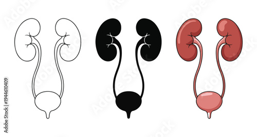 Anatomy of human renal system with kidneys and bladder shown in line art silhouette and color icons