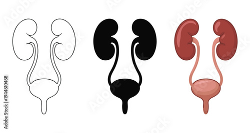 Human urinary system diagram featuring kidneys ureters and bladder in three different graphic styles