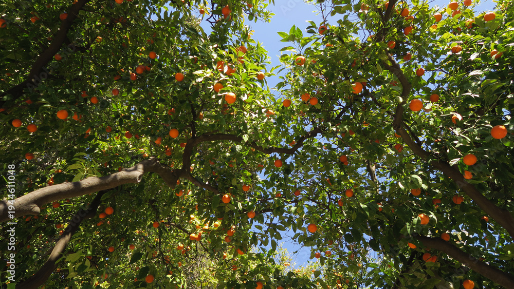 Fototapeta premium Orange trees in Parque de María Luisa, a public park that stretches along the Guadalquivir River in Seville, Spain. It is the main green area of ​​Seville 