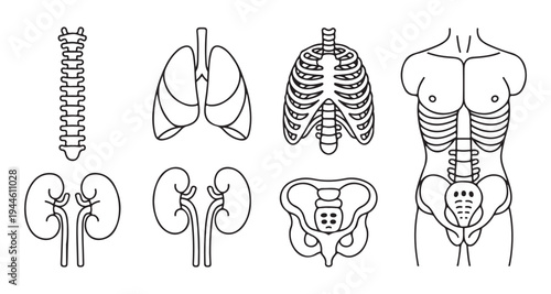 Human skeletal and organ anatomy icons including vertebrae lungs rib cage pelvis and renal structures