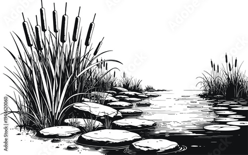 Cattail reeds by pond illustration, wetland plants and water landscape vintage engraving style nature scene isolated background