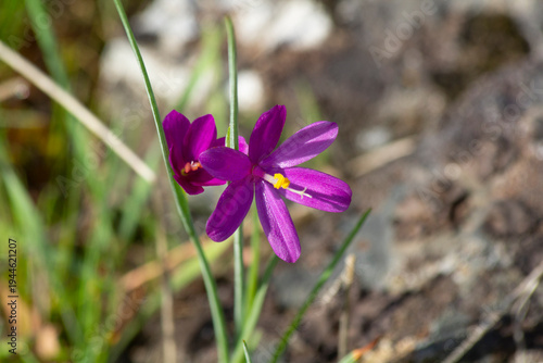 Fotografia Grass Widow Flower Close Up in the Columbia River Gorge in Early Spring Purple a