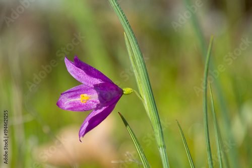 Obraz na plátně Grass Widow Lily Flower Close Up in the Columbia River Gorge in Early Spring