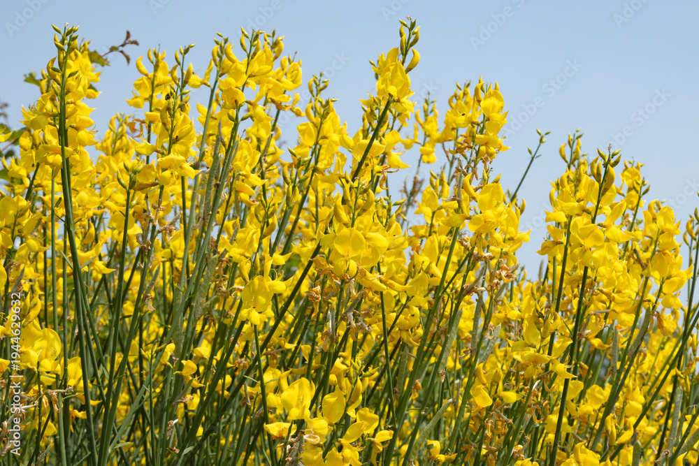 Fototapeta premium Spartium junceum