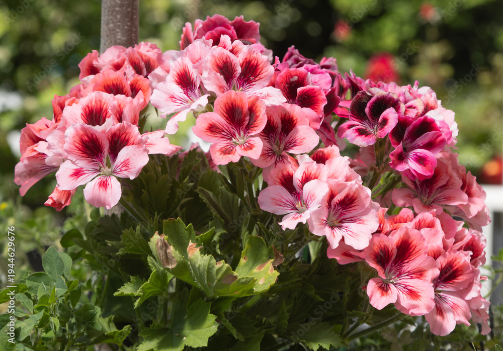 Fototapeta premium Fleurs de Pelargonium grandiflorum