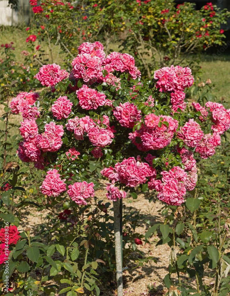 Fototapeta premium Rosier rose sur tige