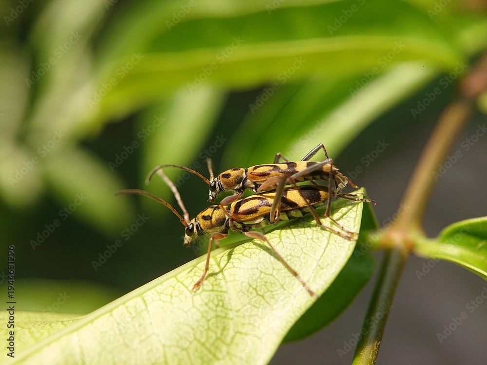 Fototapeta premium Bamboo Tiger Longhorn Beetle or scientifically known as Chlorophorus annularis is mating