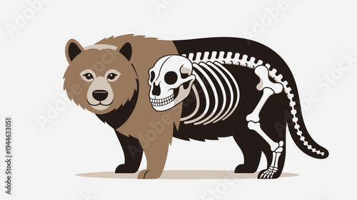 Bear Anatomy Skeleton Study Illustration vector illustration