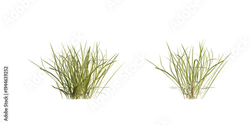 Bunches of grass on a transparent background. 3D rendering.	
