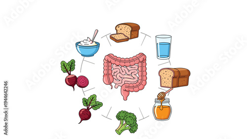 Human digestive system is illustrated surrounded by gut-healthy foods like beets and broccoli to promote wellness and balanced nutrition.