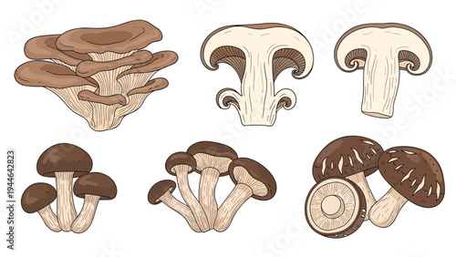 Detailed hand-drawn illustrations of different mushroom species like shiitake and button are perfect for botanical and culinary designs.