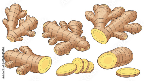 Set of detailed ginger root illustrations shows the plant in its whole and sliced forms for use in culinary and health-related projects.
