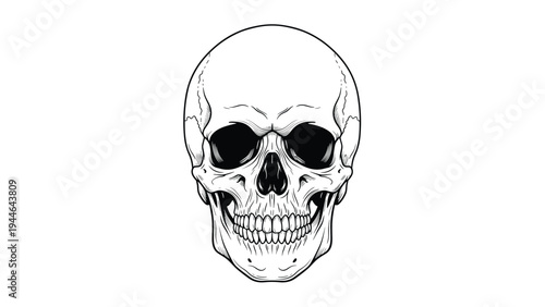 Human skull is presented in a detailed black and white line-art illustration suitable for scientific or gothic themed design work.