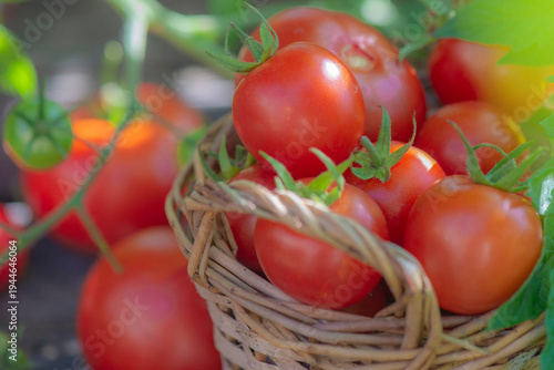 closeup on cherry freshly harvested tomatoes in a small wicker basket among l...