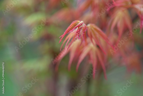 closeup on red maple leaf in tree katzura growing in spring in a garden on gr...