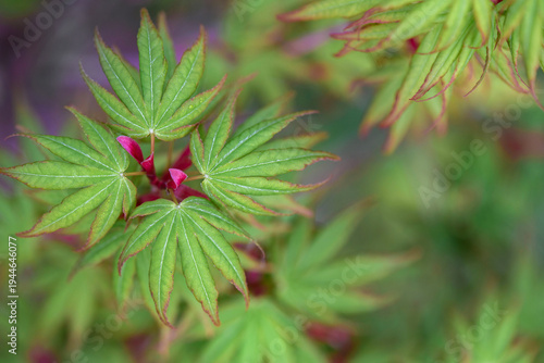 closeup on japanese maple sangokaku with leaf at heart and branches pink and ...