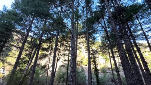 sun rays through trees