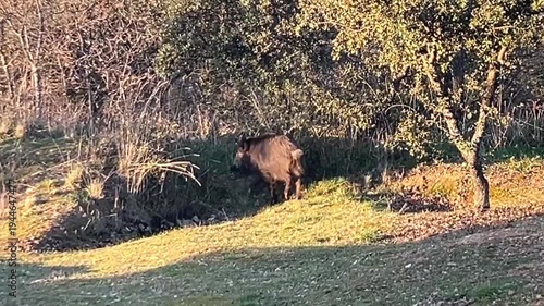 wild boar in the woods