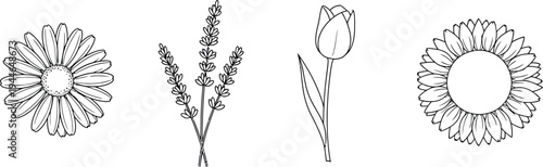 A charming collection of hand-drawn flower outlines featuring a daisy, lavender, tulip, and sunflower, perfect for design projects and botanical illustrations.