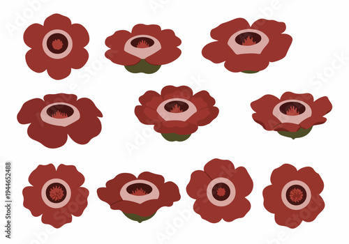 Vector illustration set of Rafflesia arnoldii, the parasitic giant corpse flower, isolated on white background, representing tropical Asian biodiversity.