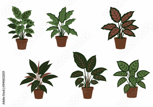 Collection of Potted Calathea Houseplants Vector Illustration Set. Various tropical foliage design elements for interior decor and gardening themes.
