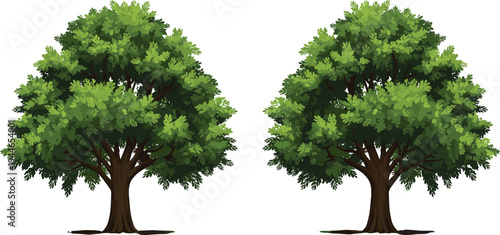 Vector Illustration of Two Large Green Leafy Oak Trees with Lush Foliage and Strong Trunks Isolated on Plain White Background