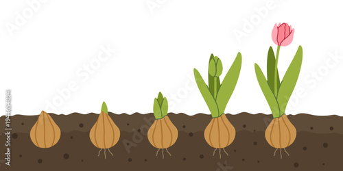 Growth stages of a tulip flower from bulb and sprout to blooming pink tulip with green leaves and roots