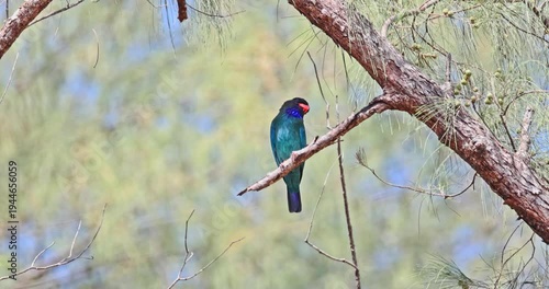 Oriental dollarbird perching on pine tree branch in tropical forest. wildlife, nature, birdwatching, tropical, exotic, colorful, avian, biodiversity.