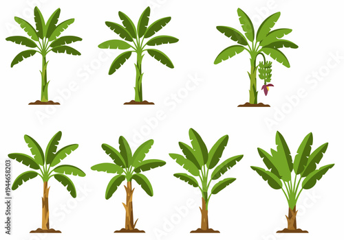 A collection of banana tree illustrations depicting various growth stages and styles, isolated vector graphics for tropical design elements.
