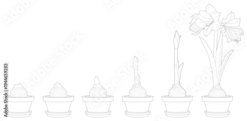 Quadro su tela Amaryllis 004 02