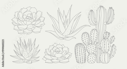 A beautiful collection of hand drawn line art illustrations showcasing various types of desert plants, including delicate succulents and spiky cacti, perfect for botanical designs.