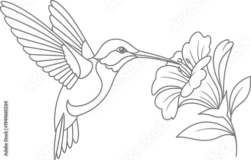 Simple black and white line art drawing depicts a tiny hummingbird hovering to drink nectar from a blooming tropical flower