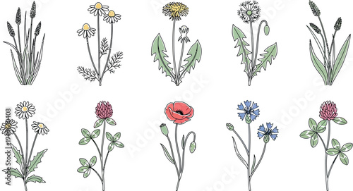 A delightful collection of hand-drawn line art vector illustrations showcasing common wild flowers, herbs, and meadow plants, perfect for nature-themed designs and botanical projects.
